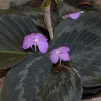 Kaempferia pulchra Ridl.